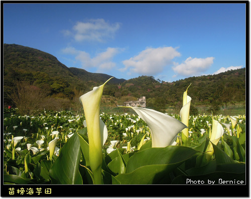 0223 苗榜海芋田11