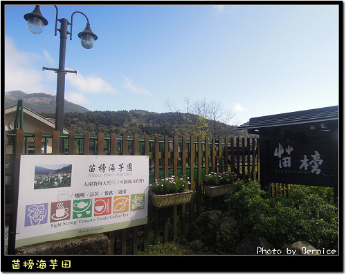 0223 苗榜海芋田03