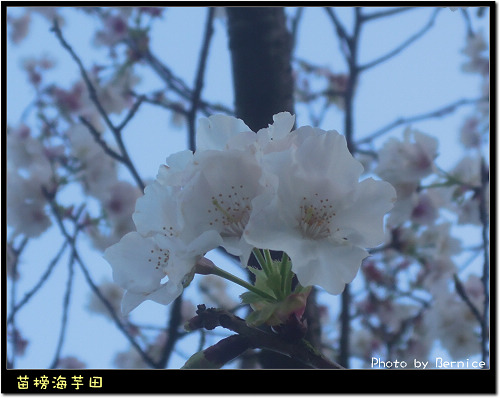 0223 苗榜海芋田21