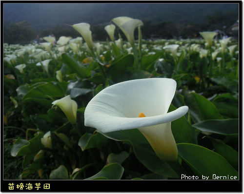 0223 苗榜海芋田14