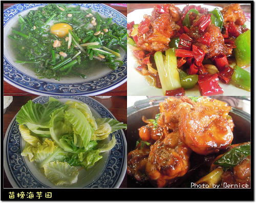 0223 苗榜海芋田05