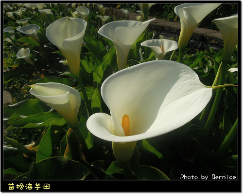 0223 苗榜海芋田08