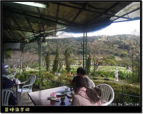 0223 苗榜海芋田04