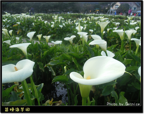 0223 苗榜海芋田16