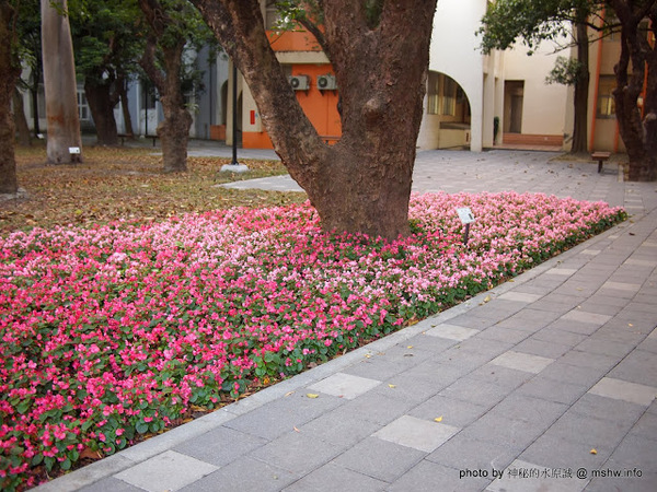 佳里中山公園(2013台南百花祭):【景點】台南佳里中山公園@2014台南百花祭 : 花沒想像中的多,但還蠻適合散步的囉!