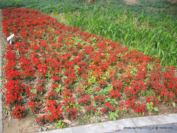 佳里中山公園(2013台南百花祭):【景點】台南佳里中山公園@2014台南百花祭 : 花沒想像中的多,但還蠻適合散步的囉!