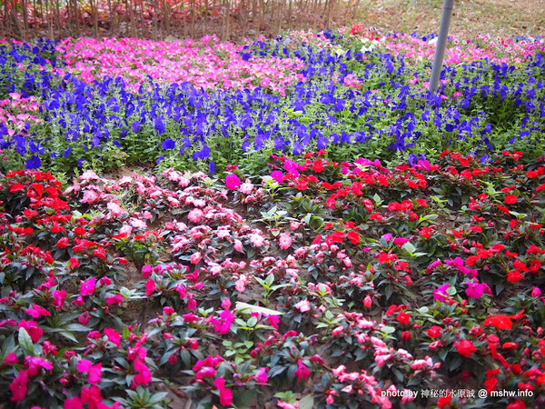 佳里中山公園(2013台南百花祭):【景點】台南佳里中山公園@2014台南百花祭 : 花沒想像中的多,但還蠻適合散步的囉!