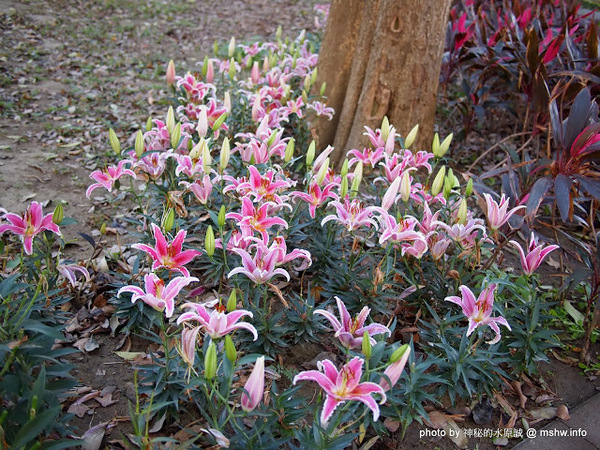 佳里中山公園(2013台南百花祭):【景點】台南佳里中山公園@2014台南百花祭 : 花沒想像中的多,但還蠻適合散步的囉!