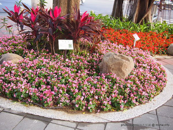 佳里中山公園(2013台南百花祭):【景點】台南佳里中山公園@2014台南百花祭 : 花沒想像中的多,但還蠻適合散步的囉!