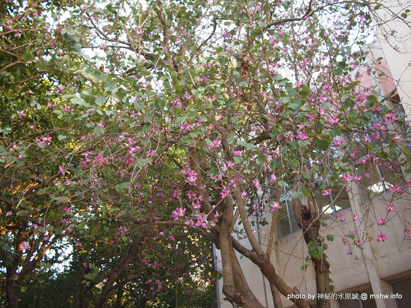 佳里中山公園(2013台南百花祭):【景點】台南佳里中山公園@2014台南百花祭 : 花沒想像中的多,但還蠻適合散步的囉!