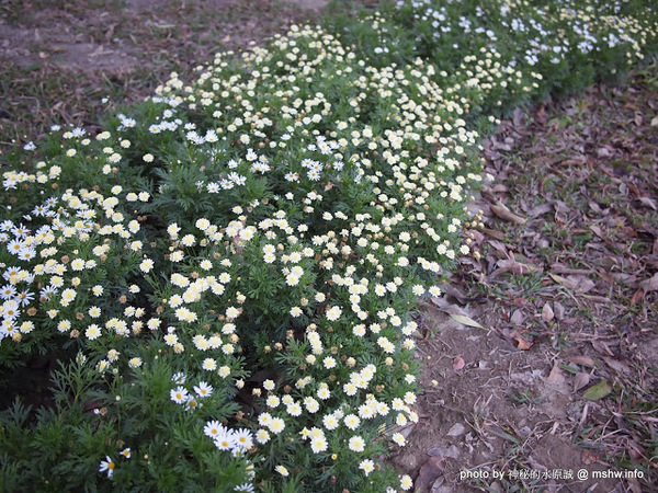 佳里中山公園(2013台南百花祭):【景點】台南佳里中山公園@2014台南百花祭 : 花沒想像中的多,但還蠻適合散步的囉!