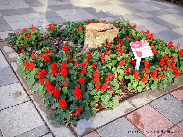 佳里中山公園(2013台南百花祭):【景點】台南佳里中山公園@2014台南百花祭 : 花沒想像中的多,但還蠻適合散步的囉!