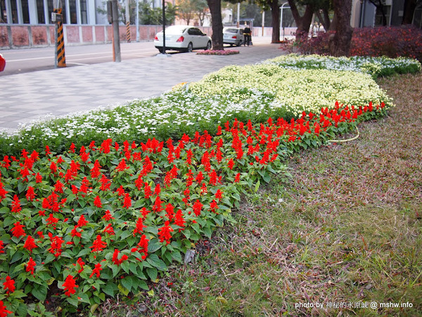 佳里中山公園(2013台南百花祭):【景點】台南佳里中山公園@2014台南百花祭 : 花沒想像中的多,但還蠻適合散步的囉!