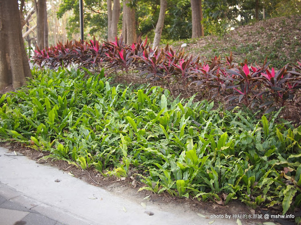 佳里中山公園(2013台南百花祭):【景點】台南佳里中山公園@2014台南百花祭 : 花沒想像中的多,但還蠻適合散步的囉!