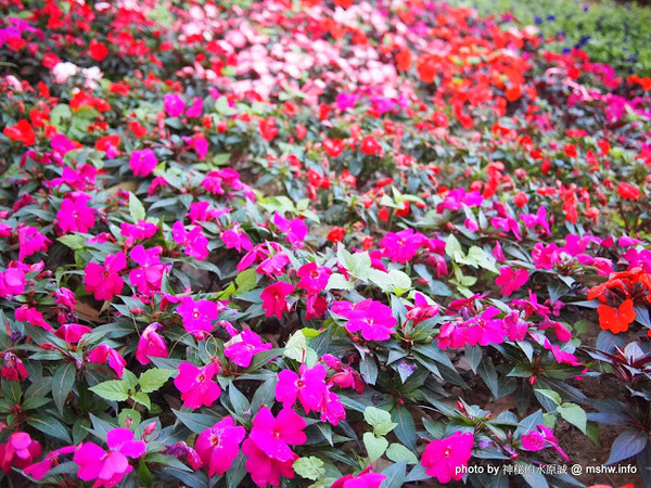 佳里中山公園(2013台南百花祭):【景點】台南佳里中山公園@2014台南百花祭 : 花沒想像中的多,但還蠻適合散步的囉!