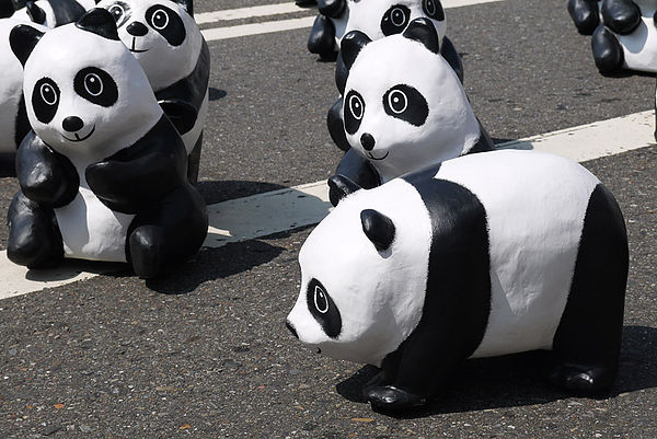 台北市政府前廣場:1600貓熊世界之旅到台北~終於看到好多可愛的紙貓熊