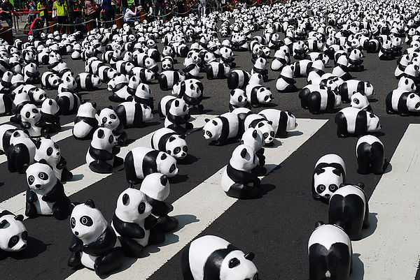 台北市政府前廣場:1600貓熊世界之旅到台北~終於看到好多可愛的紙貓熊