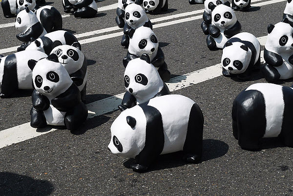 台北市政府前廣場:1600貓熊世界之旅到台北~終於看到好多可愛的紙貓熊