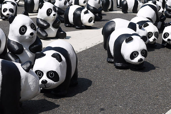 台北市政府前廣場:1600貓熊世界之旅到台北~終於看到好多可愛的紙貓熊