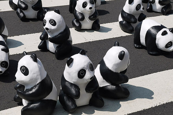 台北市政府前廣場:1600貓熊世界之旅到台北~終於看到好多可愛的紙貓熊