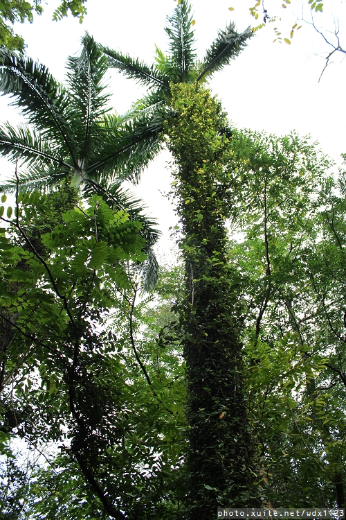 2014「1600 貓熊世界之旅 」(台北場):台北捷運1日遊~紙貓熊展✪1600貓熊世界之旅【台北市政府】~103.03.07