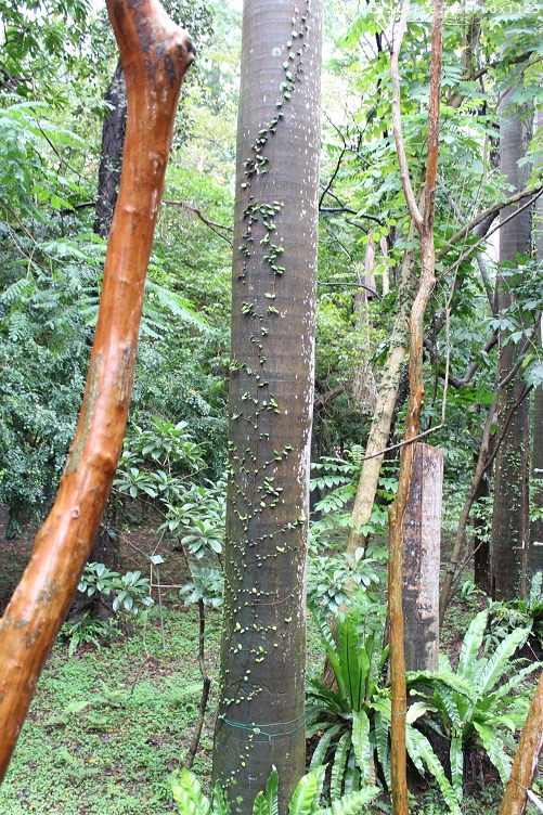2014「1600 貓熊世界之旅 」(台北場):台北捷運1日遊~紙貓熊展✪1600貓熊世界之旅【台北市政府】~103.03.07