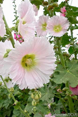 24_台南學甲蜀葵花海