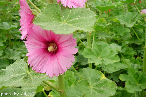 16_台南學甲蜀葵花海