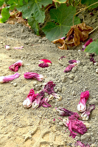 20-4_台南學甲蜀葵花海