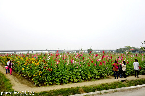 35_台南學甲蜀葵花海