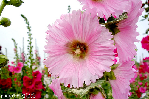 17_台南學甲蜀葵花海