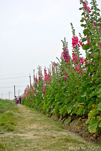 26_台南學甲蜀葵花海