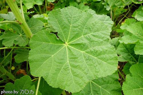 13_台南學甲蜀葵花海