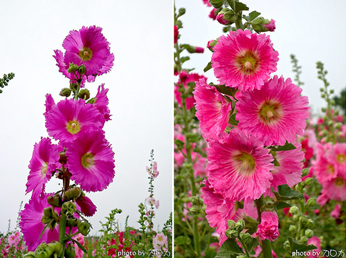 07_台南學甲蜀葵花海