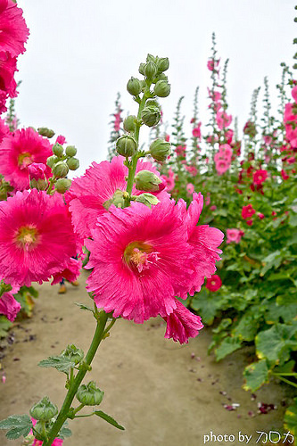 02_台南學甲蜀葵花海