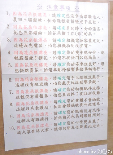 34_台南學甲蜀葵花海