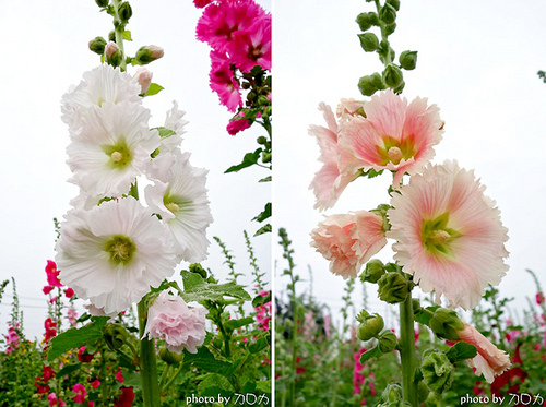 04_台南學甲蜀葵花海