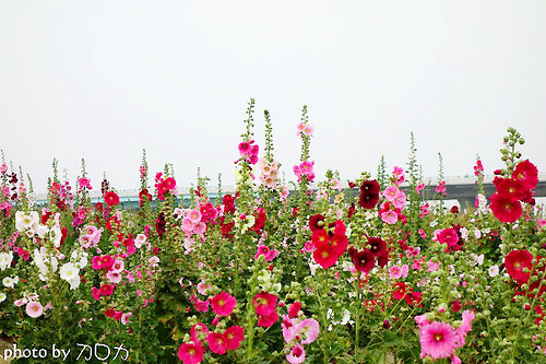 22_台南學甲蜀葵花海