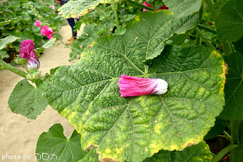 20-5_台南學甲蜀葵花海