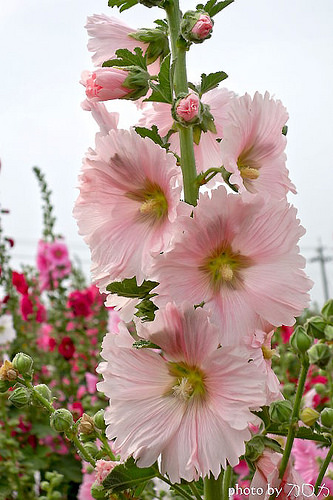 20-3_台南學甲蜀葵花海