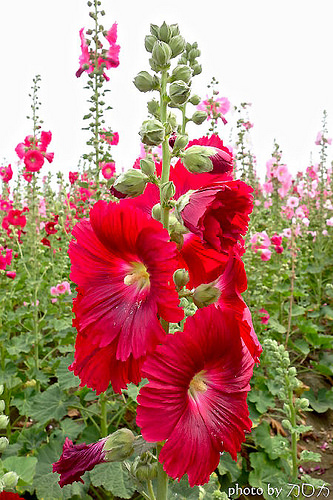 19_台南學甲蜀葵花海