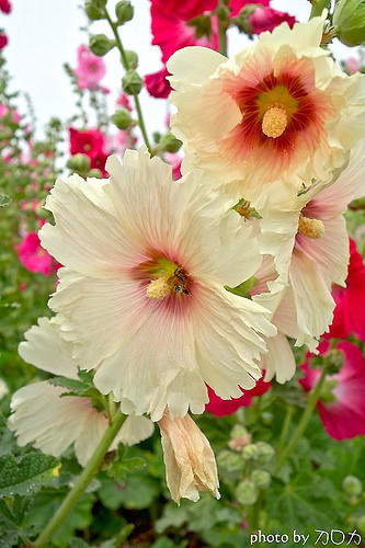 18_台南學甲蜀葵花海