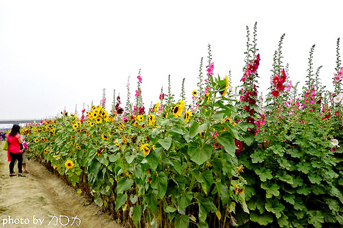 27_台南學甲蜀葵花海