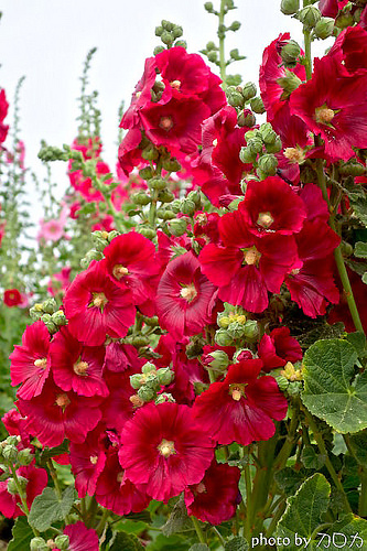 20-1_台南學甲蜀葵花海