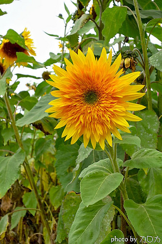 30_台南學甲蜀葵花海