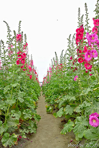 21_台南學甲蜀葵花海