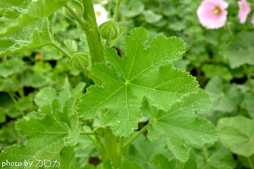 12_台南學甲蜀葵花海