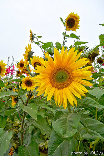 29_台南學甲蜀葵花海