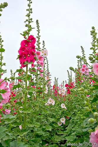 03_台南學甲蜀葵花海