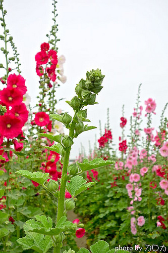 09_台南學甲蜀葵花海